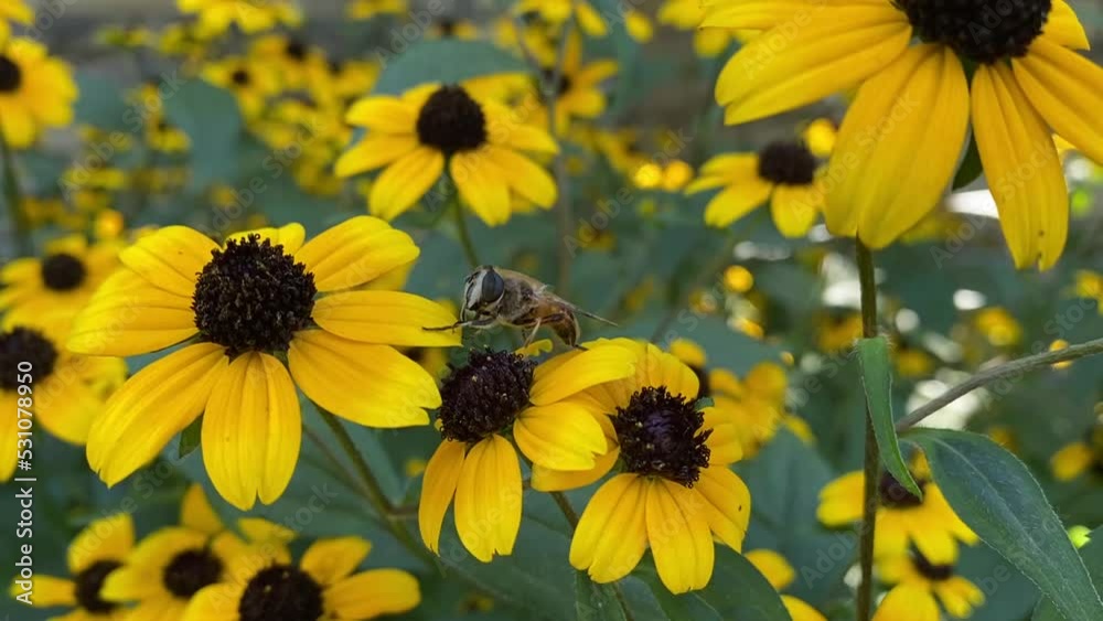 Black eyed Susan. Rudbeckia hirta. Bee on Yellow flower Black eyed Susan. Rudbeckia hirta. Bee on Yellow flower