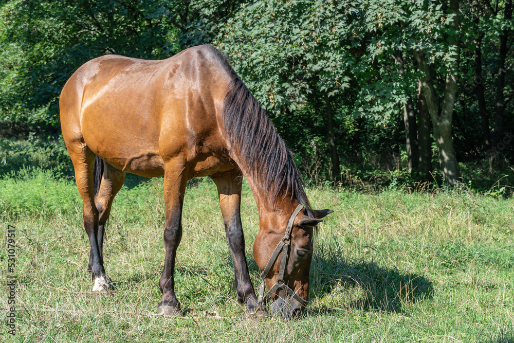Beautiful bay horse grazing in pasture. Brown stallion eating green grass. Adult male equus caballus with black tail and mane on the field. Ginger perissodactyla pluck and eating plants on sunny day. Beautiful bay horse grazing in pasture. Brown stallion eating green grass. Adult male equus caballus with black tail and mane on the field. Ginger perissodactyla pluck and eating plants on sunny day.