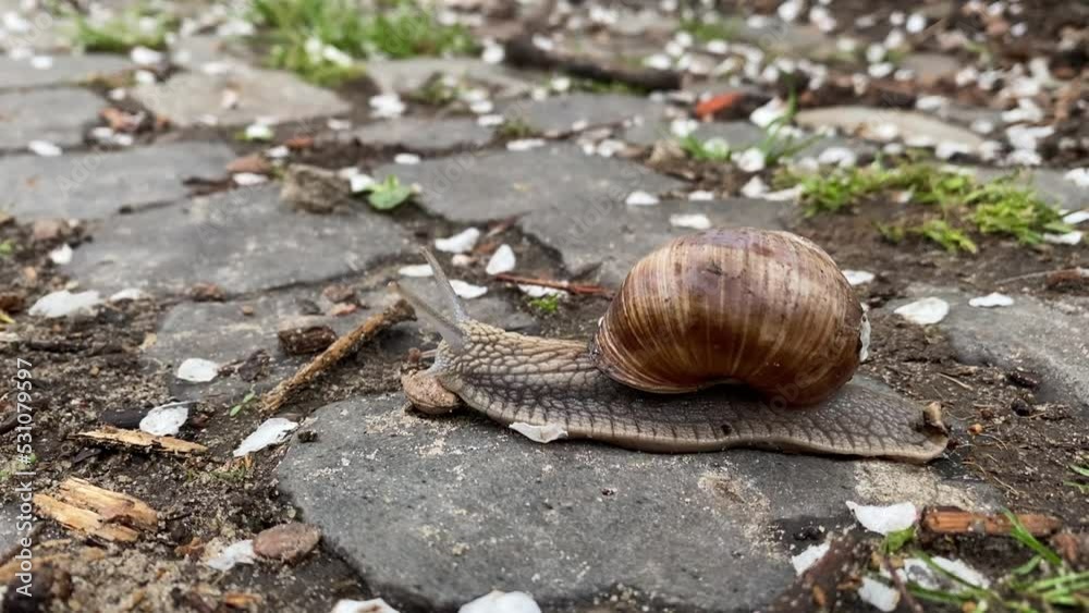 A large snail slowly crawls along the path A large snail slowly crawls along the path