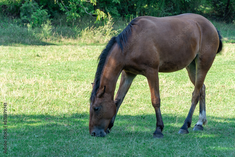 Beautiful bay horse grazing in pasture. Brown mare eating green grass. Adult female equus caballus with black tail and mane on the field. Ginger perissodactyla pluck and eating plants on sunny day. Beautiful bay horse grazing in pasture. Brown mare eating green grass. Adult female equus caballus with black tail and mane on the field. Ginger perissodactyla pluck and eating plants on sunny day.