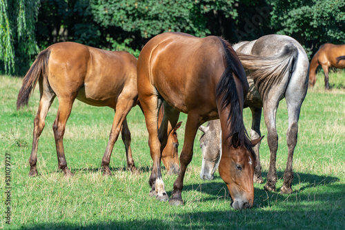 Group beautiful horses graze in pasture. Brown stallion and gray mare equus caballus eat green grass. Herd male and female perissodactyla on free paddock eating plants on sunny day. Bay roan horses.