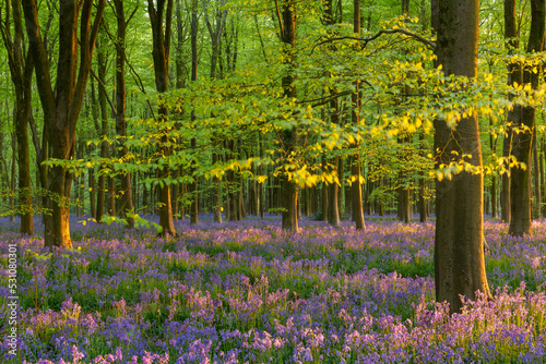 Late evening sunshine in a beautiful bluebell woodland, West Woods, Wiltshire, England photo