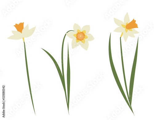 Set of daffodils in flat style. Beautiful garden flowers.