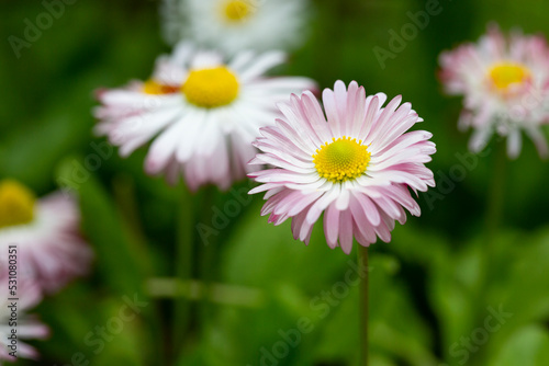 Fototapeta Naklejka Na Ścianę i Meble -  Natural background with blossoming daisies bellis perennis . Soft focus