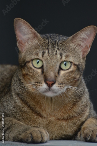 Thai short-haired cat, beautiful pattern, good shape.