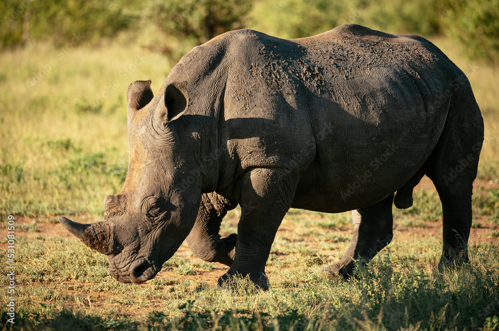 White Rhino, Timbavati Private Nature Reserve, Kruger National Park White Rhino, Timbavati Private Nature Reserve, Kruger National Park