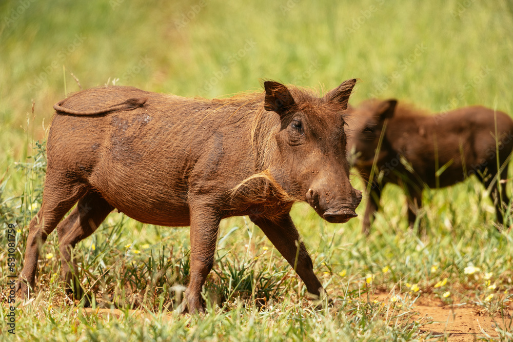Warthog, Pafuri Reserve, Makuleke Contractual Park, Kruger National Park Warthog, Pafuri Reserve, Makuleke Contractual Park, Kruger National Park
