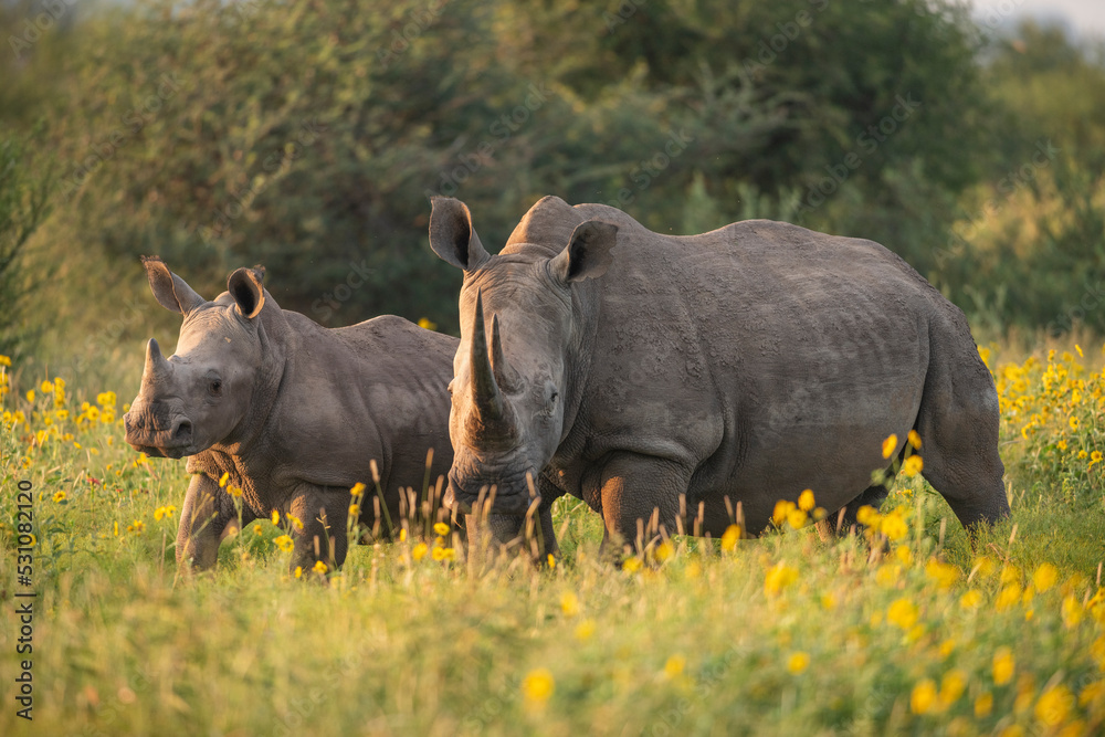 Young White Rhino with mother, Marataba, Marakele National Park