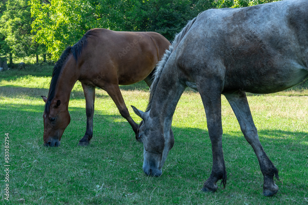 Obraz premium Group beautiful horses graze in pasture. Brown stallion and gray mare equus caballus eat green grass. Herd male and female perissodactyla on free paddock eating plants on sunny day. Bay roan horses.