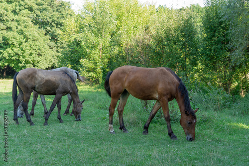 Group beautiful horses graze in pasture. Brown stallion and gray mare equus caballus eat green grass. Herd male and female perissodactyla on free paddock eating plants on sunny day. Bay roan horses.