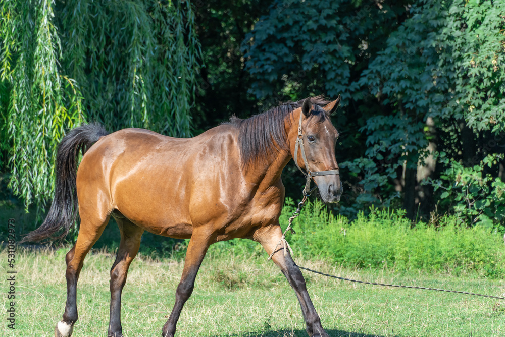 Obraz premium Beautiful bay horse grazing in pasture. Brown stallion watching the herd. Adult male equus caballus with black tail and mane on the field. Ginger perissodactyla pluck and eating plants on sunny day.