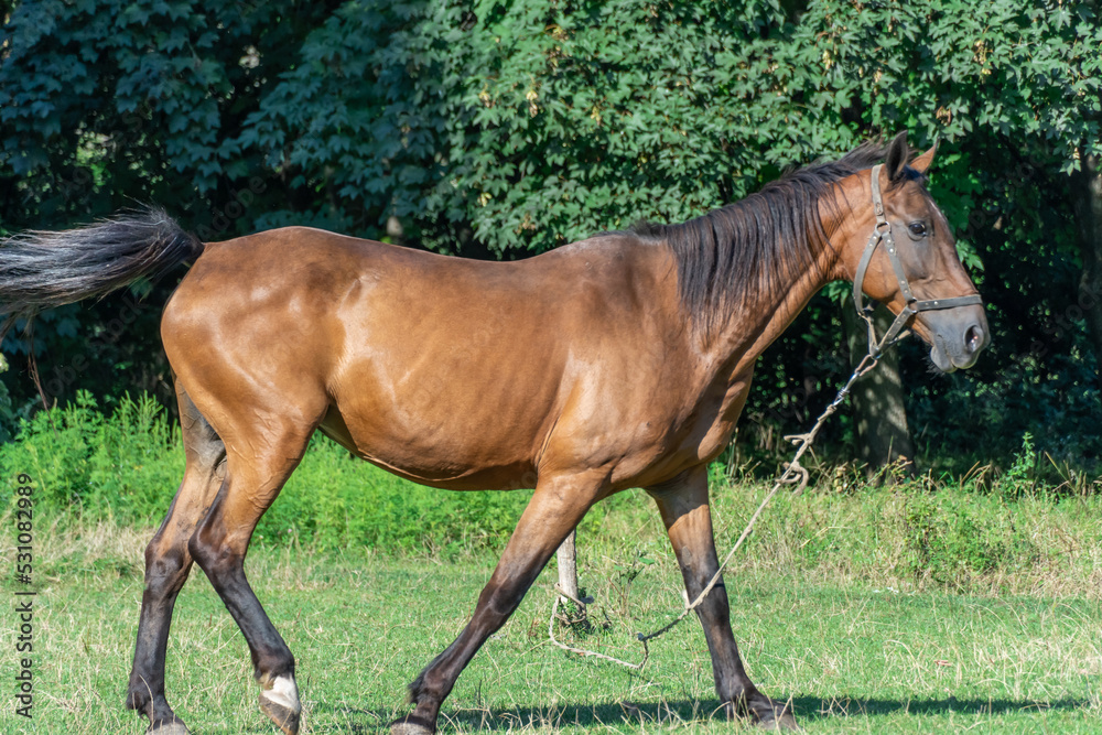 Beautiful bay horse grazing in pasture. Brown stallion watching the herd. Adult male equus caballus with black tail and mane on the field. Ginger perissodactyla pluck and eating plants on sunny day. Beautiful bay horse grazing in pasture. Brown stallion watching the herd. Adult male equus caballus with black tail and mane on the field. Ginger perissodactyla pluck and eating plants on sunny day.