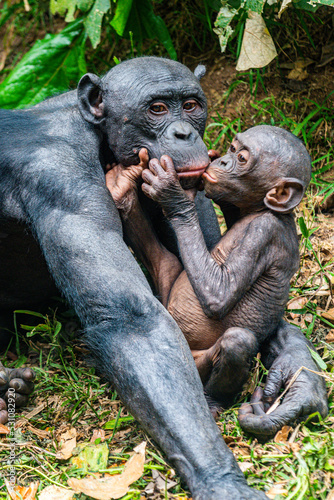 Bonobo (Pan paniscus), Lola ya Bonobo sanctuary, Kinshasa, Democratic Republic of the Congo photo