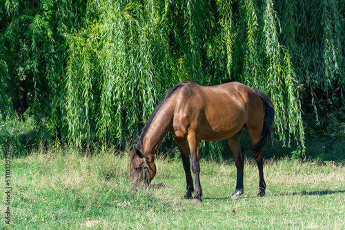 Beautiful bay horse grazing in pasture. Brown stallion eating green grass. Adult male equus caballus with black tail and mane on the field. Ginger perissodactyla pluck and eating plants on sunny day.