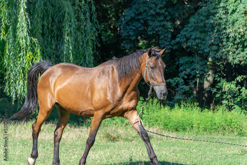 Beautiful bay horse grazing in pasture. Brown stallion watching the herd. Adult male equus caballus with black tail and mane on the field. Ginger perissodactyla pluck and eating plants on sunny day.