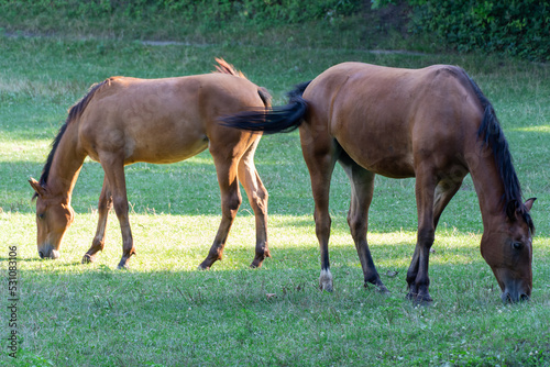 Brown mare and foal horse grazing in pasture and eating green grass. Beautiful mane ears eyes nostrils. Little horse and adult female equus caballus perissodactyla pluck and eating plants on sunny day