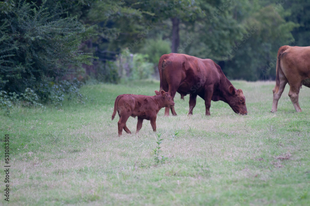 Calf and mother cow grazing in Oklahoma farmland Calf and mother cow grazing in Oklahoma farmland