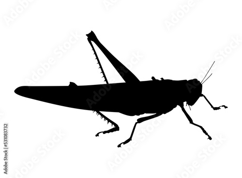 Silhouette of Grasshoppers for Logo, Pictogram, Website, App or Graphic Design Element. Format PNG