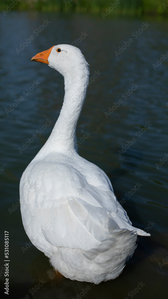 Fototapeta premium Goose on water. White goose close-up. Waterbird in summer. Farm details.