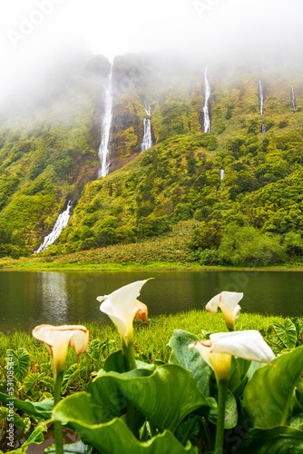Ribeira do Ferreiro waterfalls in misty weather with white flowers in the foreground, Flores Island, Azores, Portugal, Atlantic photo
