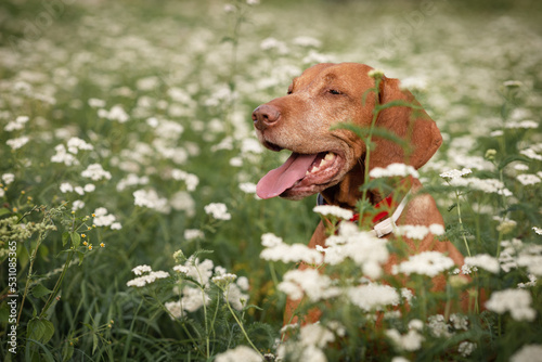 A dog of the hungarian Vizsla breed enjoys life in a green meadow covered with white flowers
