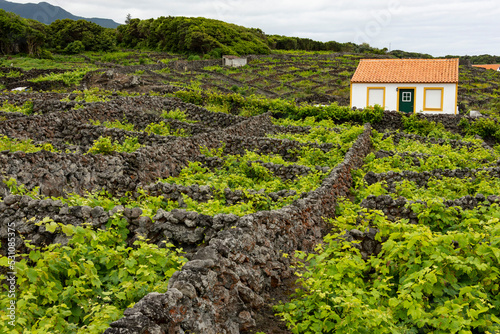 Stone walls around the vineyards at Biscoitos village, Terceira island, Azores, Portugal, Atlantic photo
