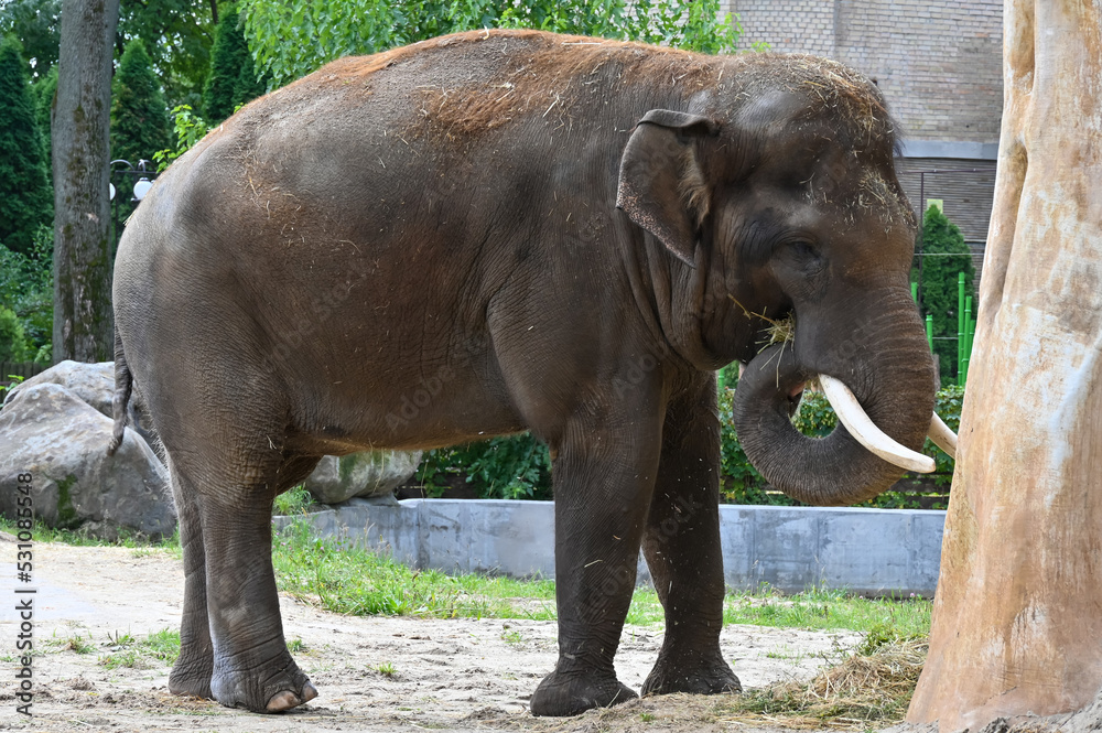 Fototapeta premium Elephant eat grass for breakfast in the morning