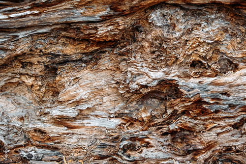 Tree Bark pattern texture background, Close Up of Bark Inner Tree Stump. Old tree bark trunk