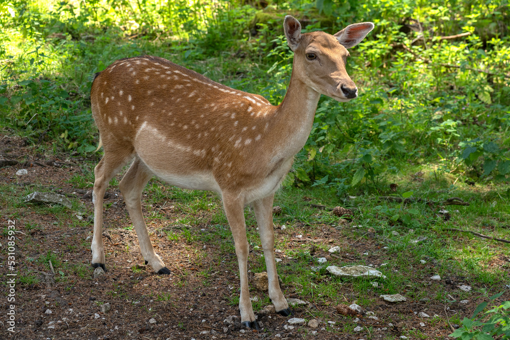 Damwild Weibchen mit geflecktem Sommerhaarkleid in Nahaufnahme in der Natur Damwild Weibchen mit geflecktem Sommerhaarkleid in Nahaufnahme in der Natur