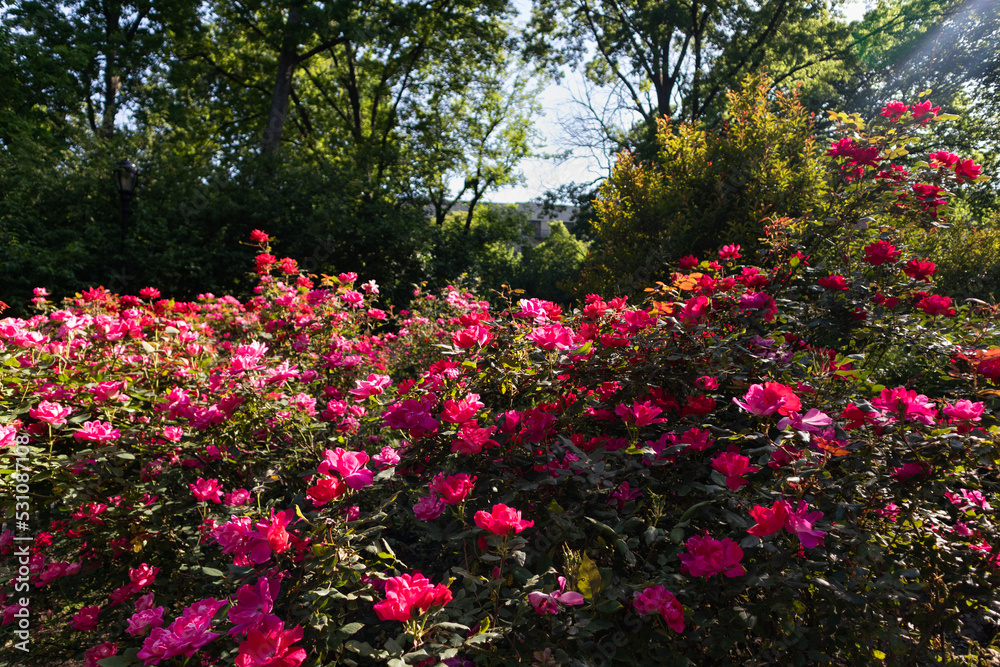 Beautiful Pink and Red Rose Bushes in a Garden at Tompkins Square Park in the East Village of New York City during Spring