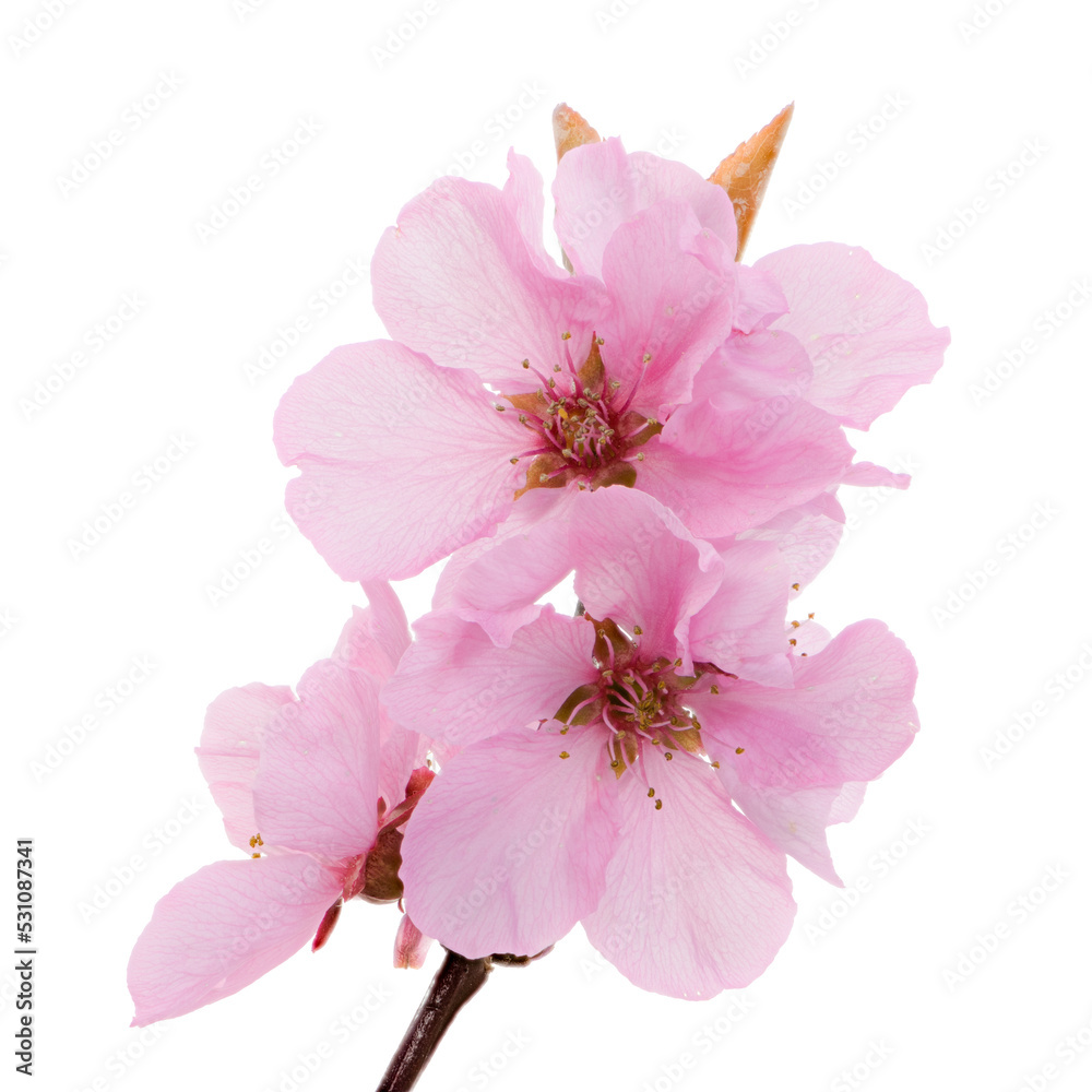 Macro of isolated pink peach blossoms