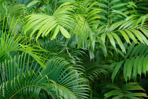 top view exotic bright fresh green soft light and shadow palm leaves foliage plant background.concept for summertime tropical forest travel botanical design.