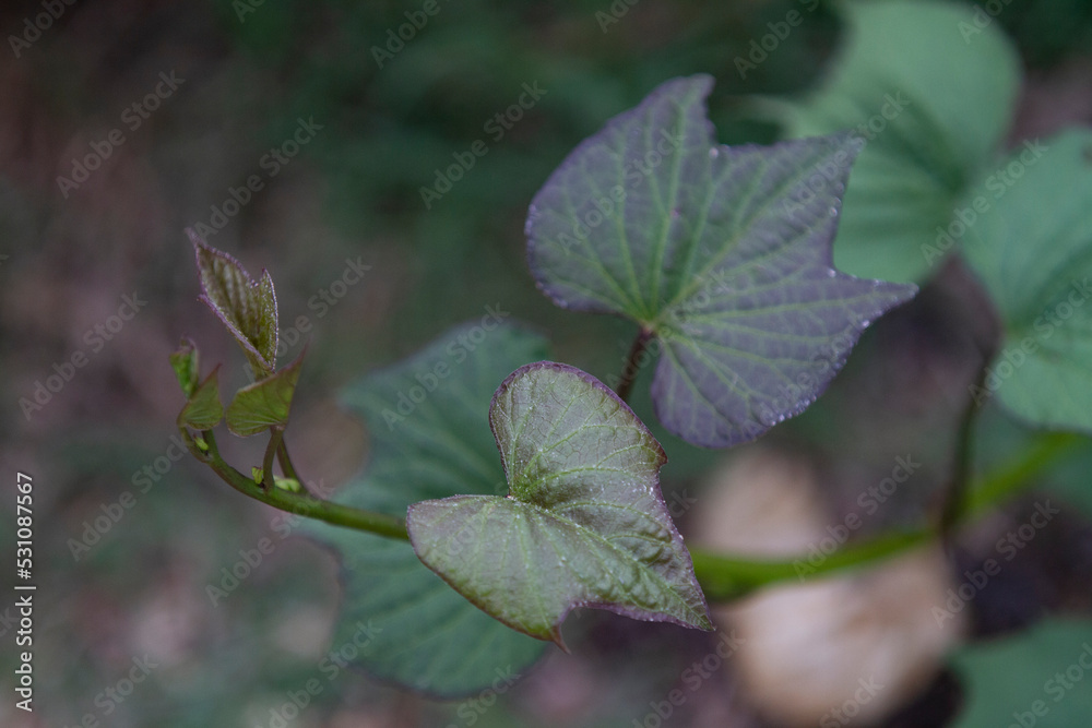 Sweet potato vine in the food garden Sweet potato vine in the food garden
