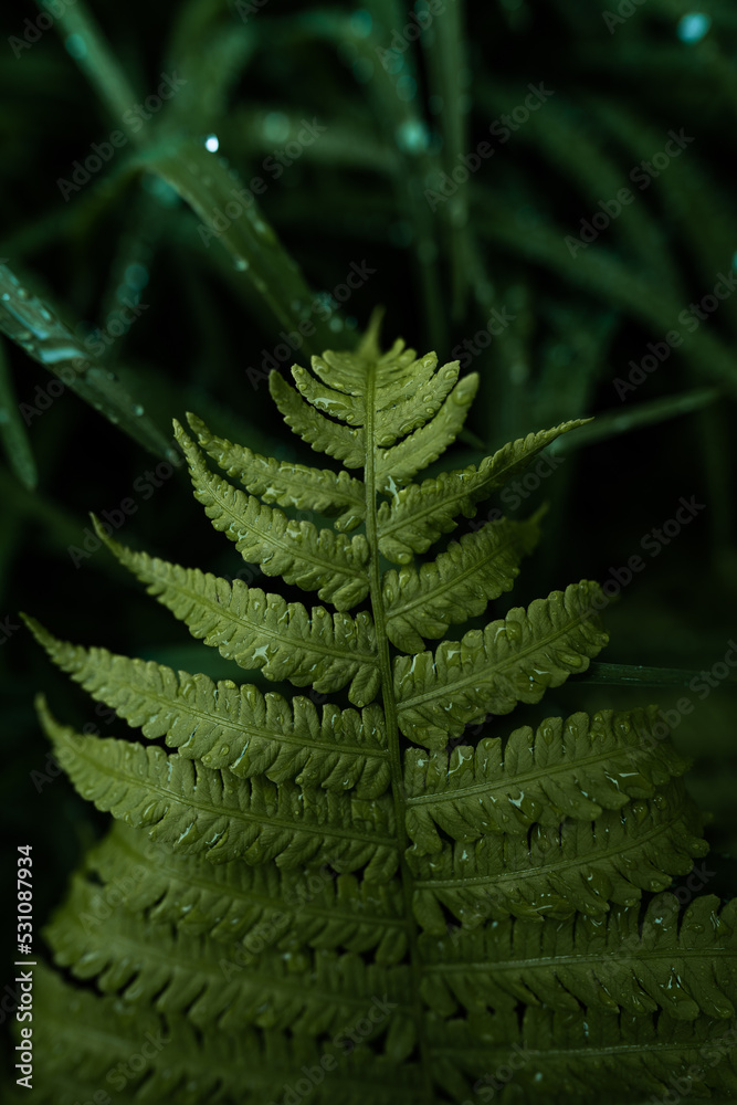 close up of a fern