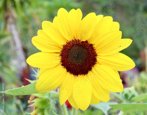 A close view of the pretty yellow flower in the garden.