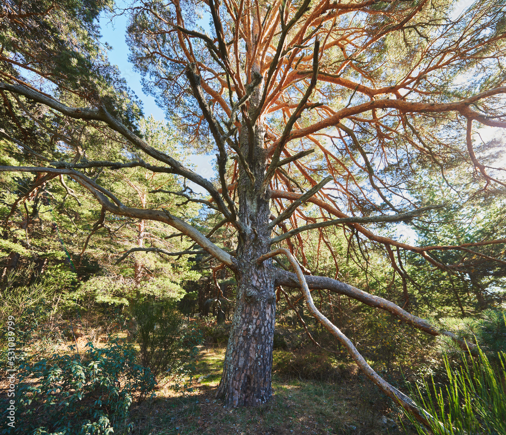 Obraz premium A big tree with twisted branches