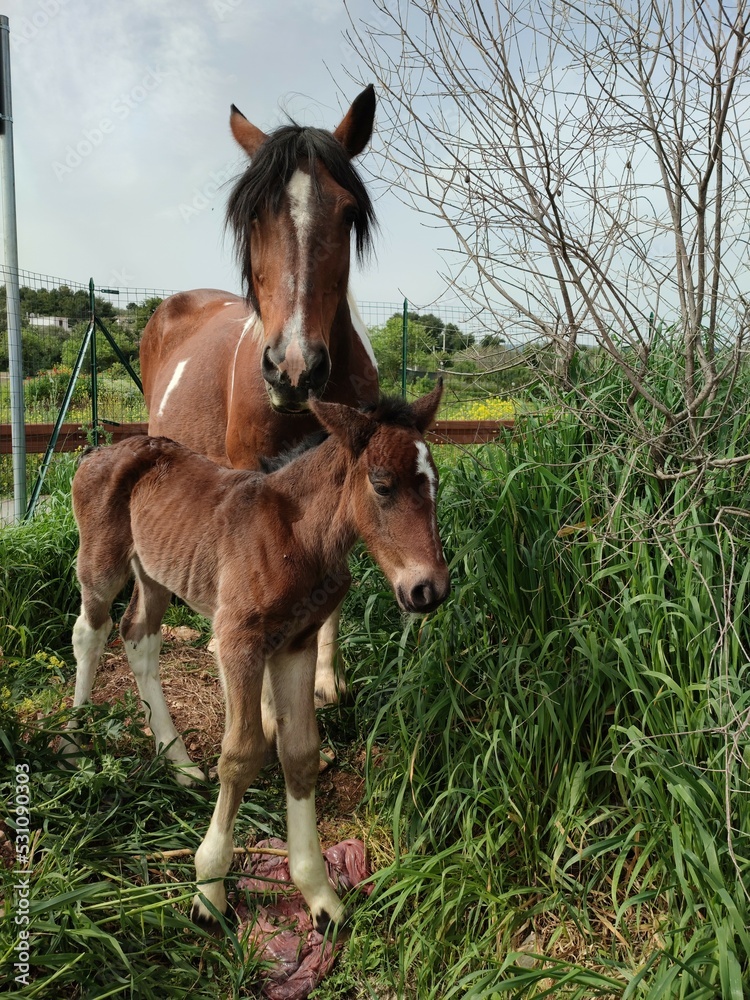 Fototapeta premium Parto cavalla con puledro