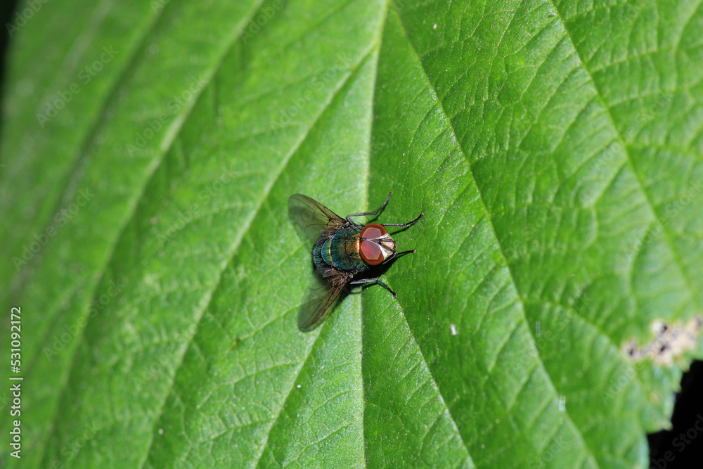 Fototapeta premium calliphora vicina fly macro photo