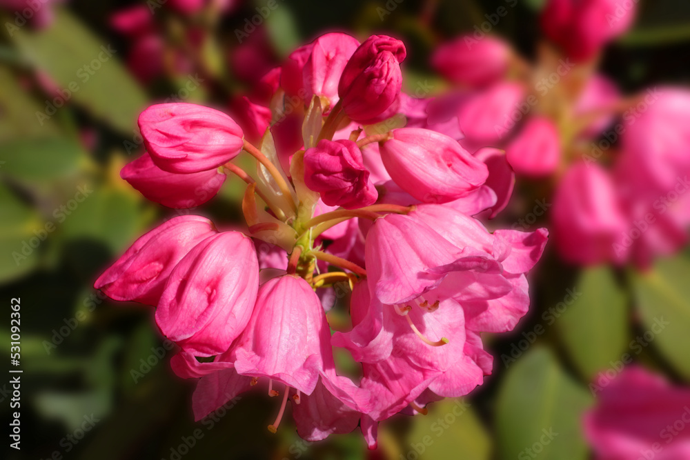 Close up on a blossoming rhododendron branch. Close up on a blossoming rhododendron branch.