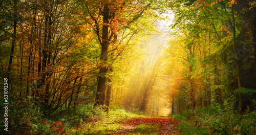 Autumn forest scenery with rays of sunlight illumining the gold foliage in mist, and a footpath leading into the scene