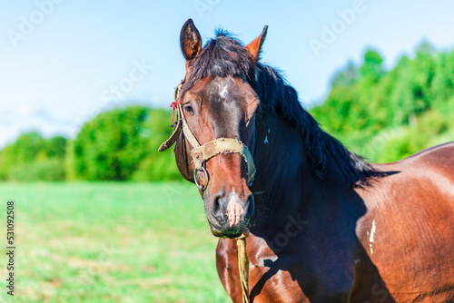 Brown Workhorse standing in a farmfield on a summer day.In a background outdoors nature trees. photo