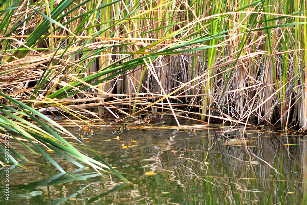 Family of ducks swimming in the grass Family of ducks swimming in the grass