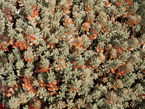 Succulent sedum plants