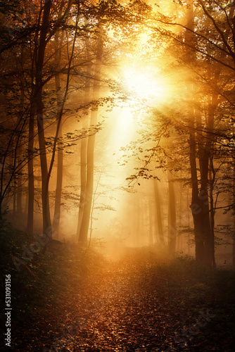 Forest path and trees wreathed in gold light and mist in autumn, with bursting sun rays, a dreamy, moody and dramatic nature scene 