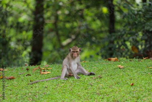 The baby Monkey is sitdown on grass garden in front of forest