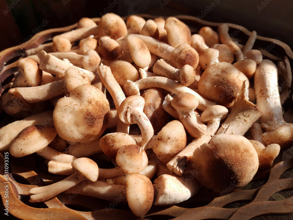 Raw mushrooms, healthy organic food from the forest, autumn harvest. Raw mushrooms, healthy organic food from the forest, autumn harvest.