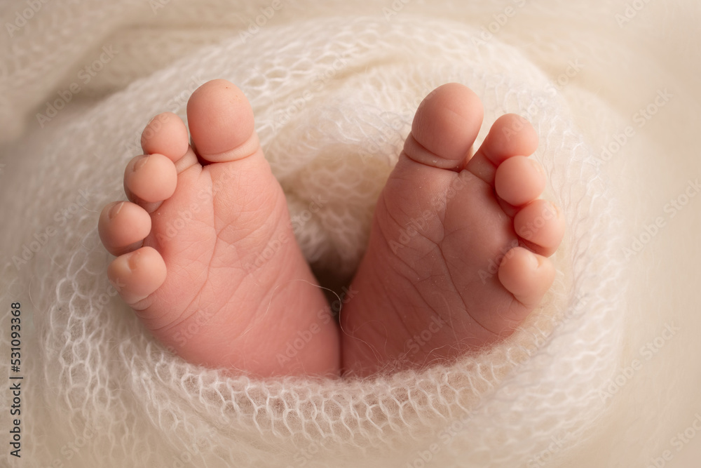 Soft feet of a newborn in a white woolen blanket. Close-up of toes, heels and feet of a newborn baby. The tiny foot of a newborn. Studio Macro photography. Baby feet covered with isolated background. Soft feet of a newborn in a white woolen blanket. Close-up of toes, heels and feet of a newborn baby. The tiny foot of a newborn. Studio Macro photography. Baby feet covered with isolated background.