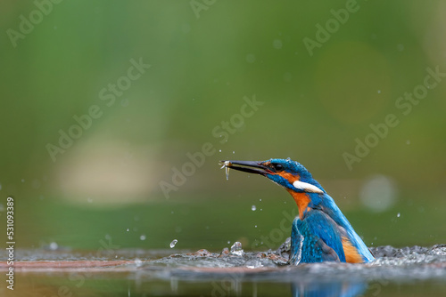 Common Kingfisher (Alcedo atthis) diving and fishing in the forest in the Netherlands