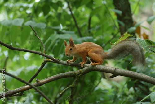 squirrel on a tree