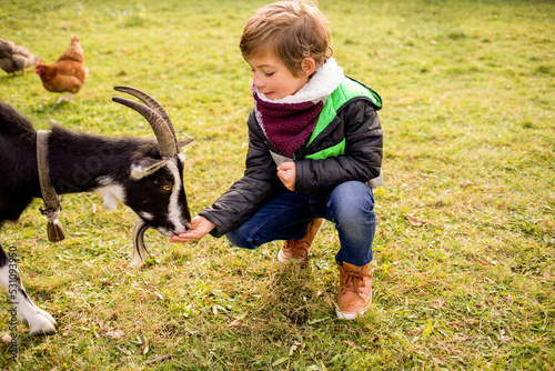 Child boy feeding goat in agritourism farm